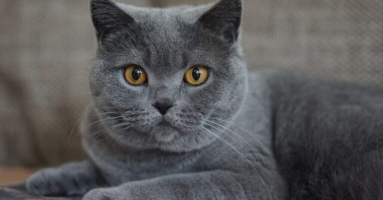 Grey Cat Spiritual Meaning: Symbolism And Its Dreams