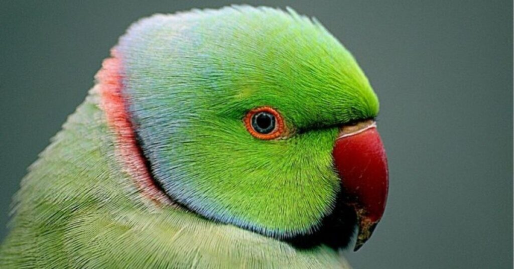 Meaning Of Green Parrot Dream