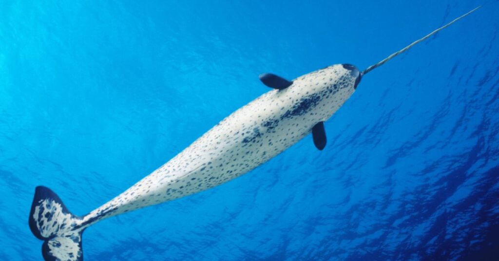 narwhal dream meaning