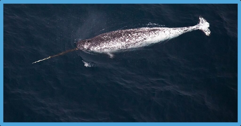 Narwhal Symbolism: Power, Spirit, Totem And Dream Meaning