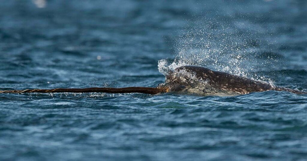 Narwhal Totem Animal