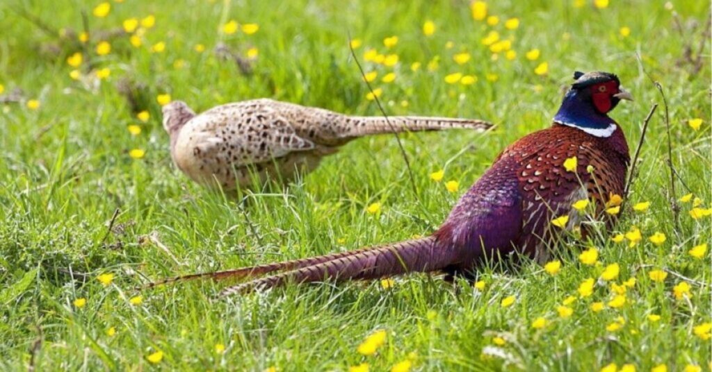 Partridge In Native American Tradition