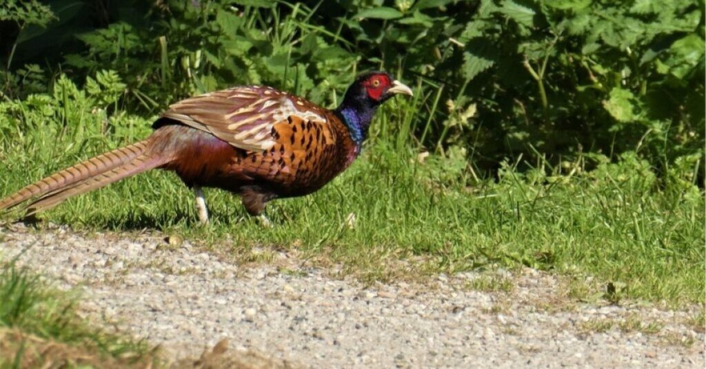 Partridge Spirit, Power And Totem Animal