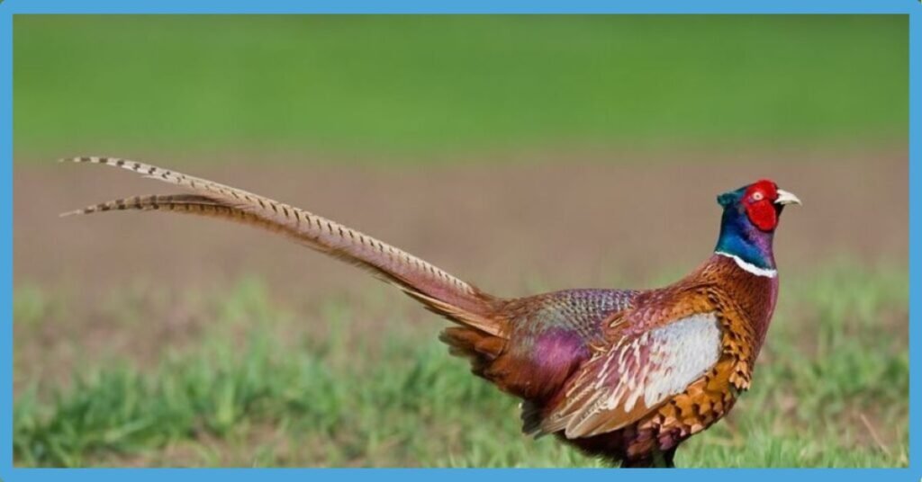 Partridge Spiritual Meaning: Symbolism And Totem