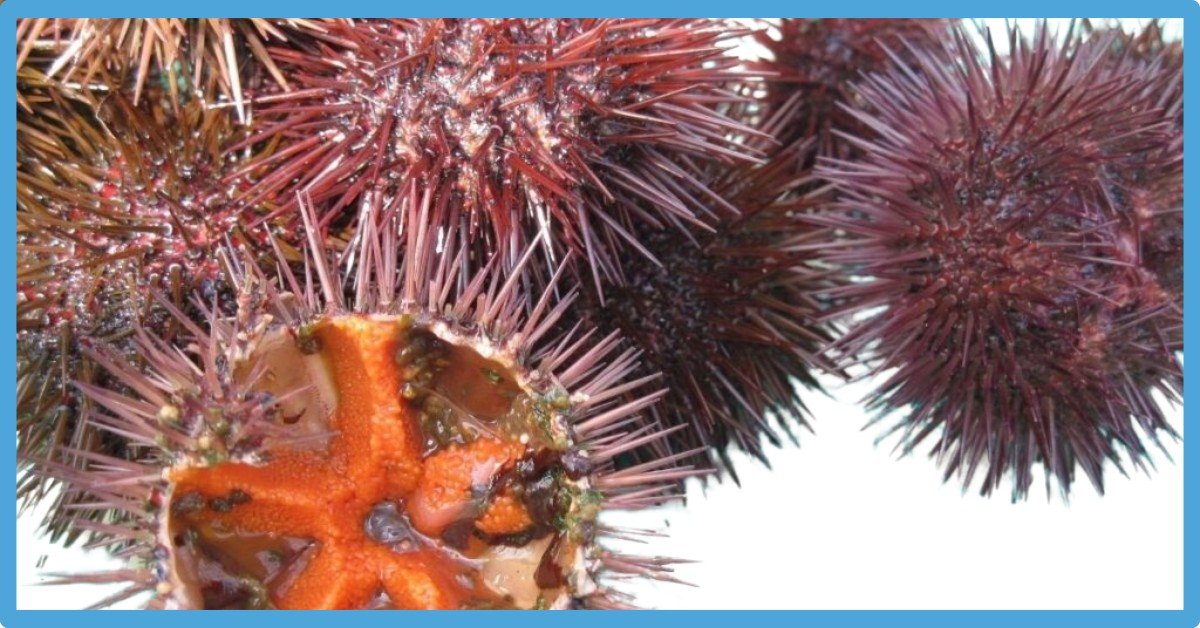Sea Urchin Symbolism, Totem And Spiritual Meaning