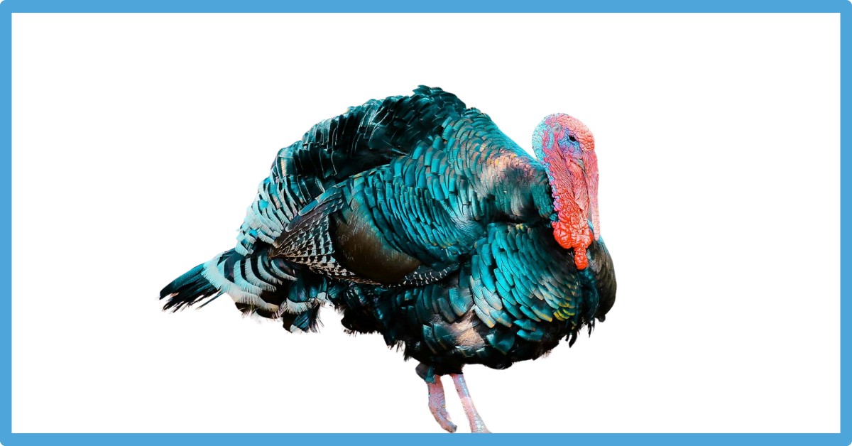 Spiritual Meaning Of Turkey Crossing Your Path