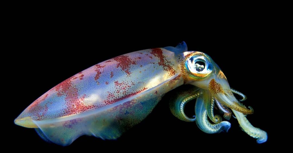 Squid Spiritual Meaning And Symbolism