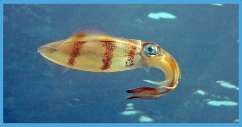 Squid Spiritual Meaning: Spirit, Power And Totem Animal