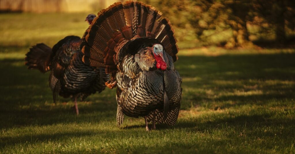 spiritual meaning of turkey crossing your path