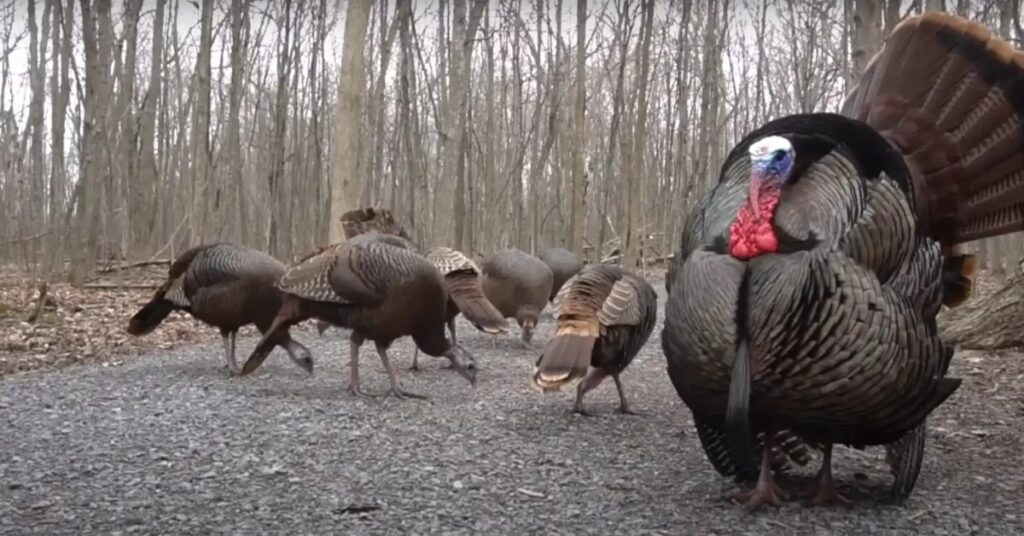 what does it mean when a turkey crosses your path