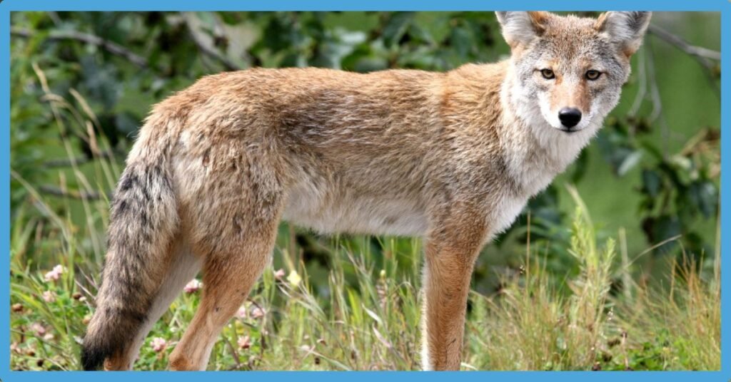 What Does It Mean When You See A Coyote: Spiritual Meaning