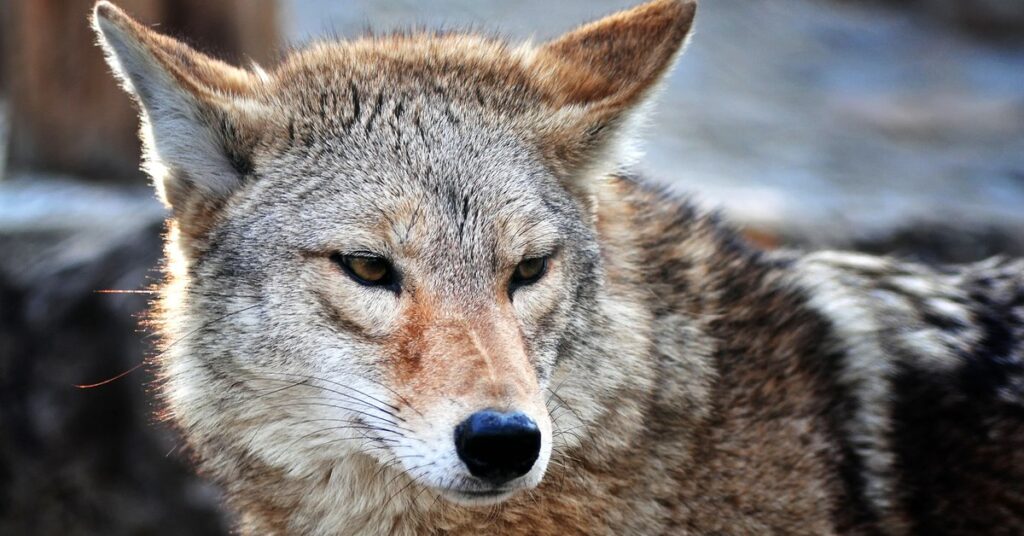 seeing a coyote meaning