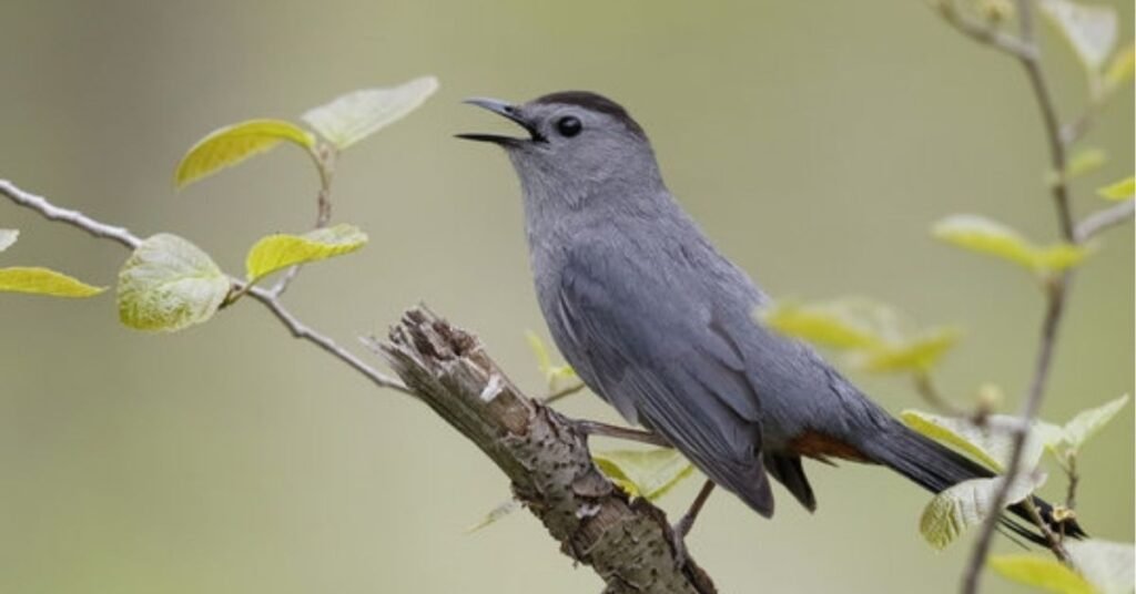 Gray Catbird Spiritual Meaning: Its Symbolism And Totem