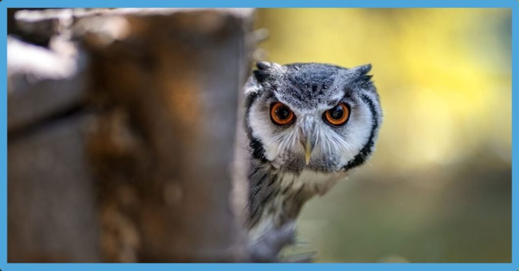 Owl Crossing Your Path Spiritual Meaning