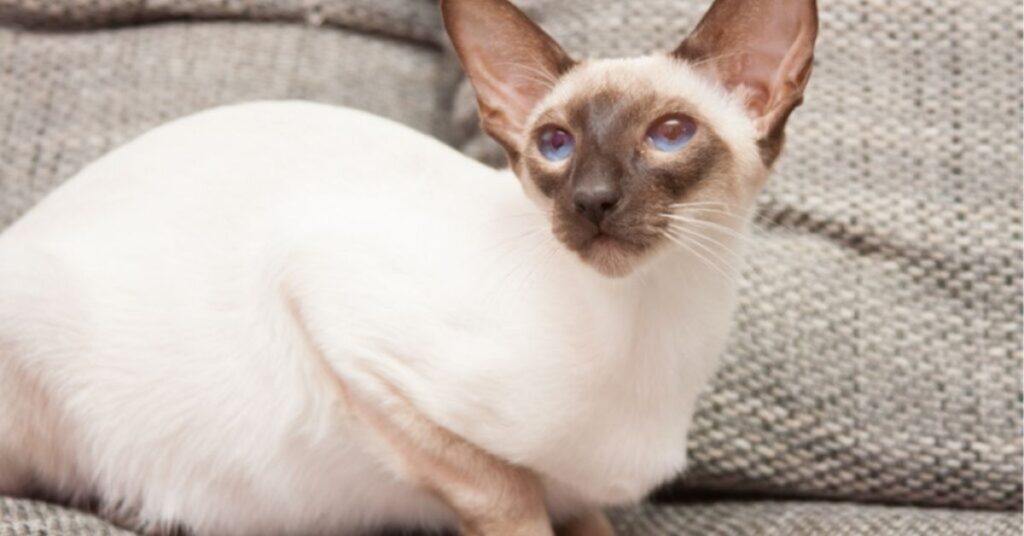 Siamese Cat Meaning And Message