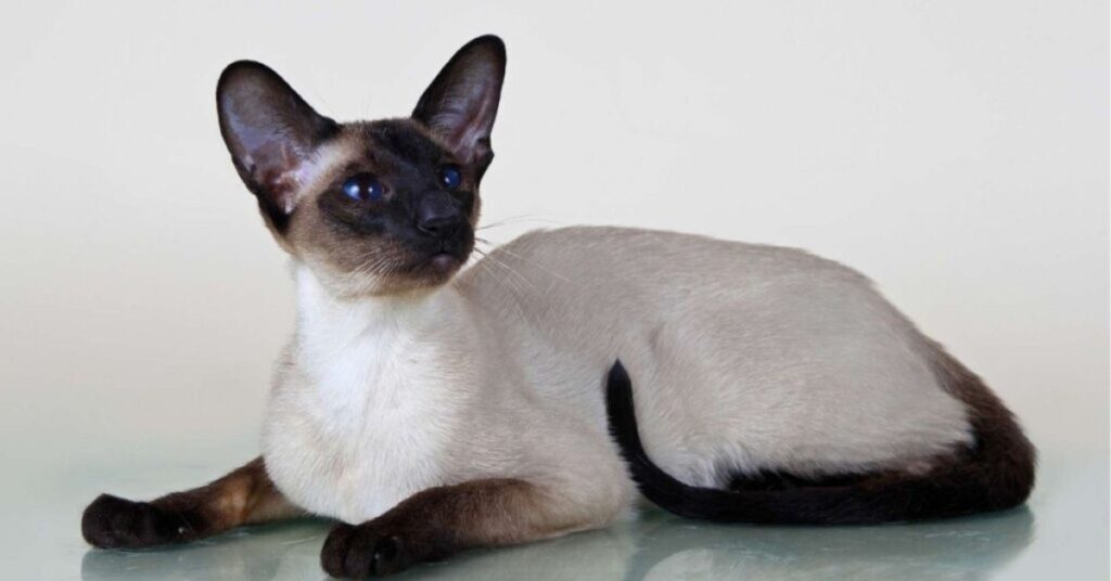 siamese cat spiritual importance