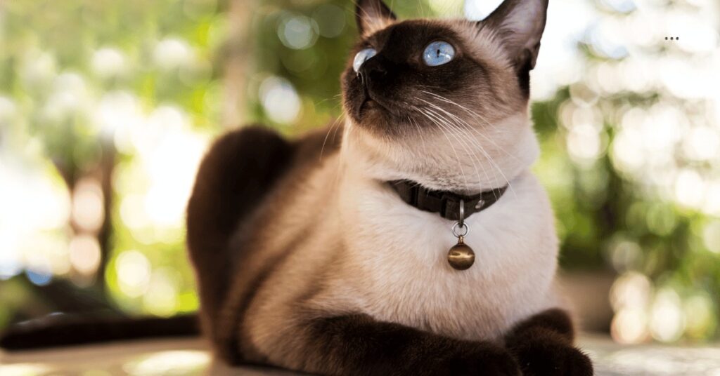 Siamese Cat Symbolism