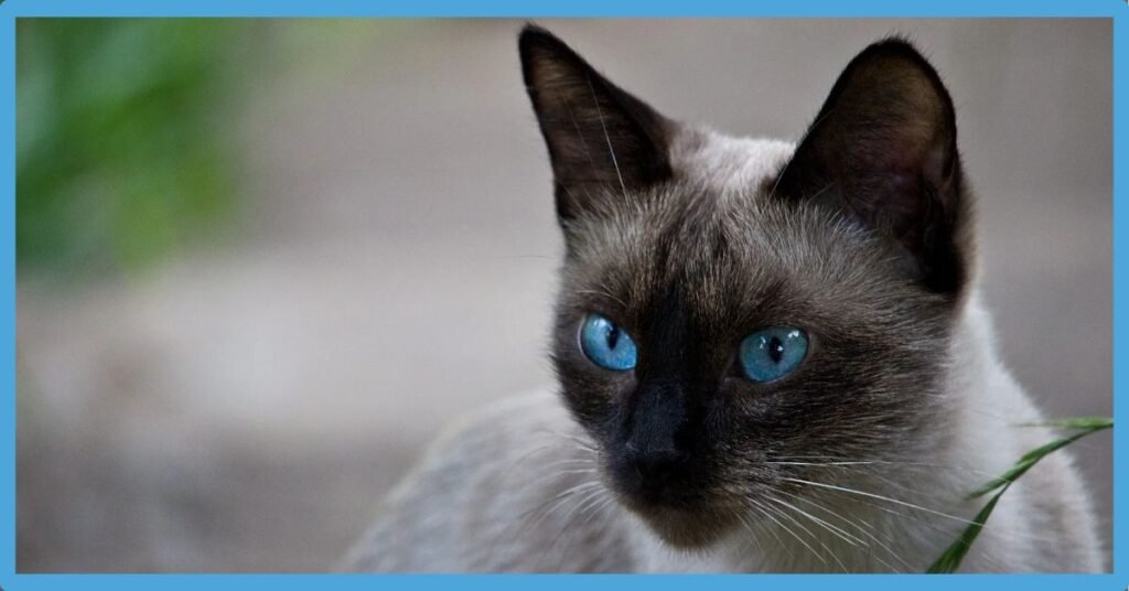 Siamese Cat Symbolism: Spiritual Meaning And Totem
