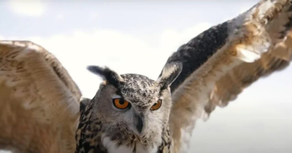 Spiritual Meaning Of White Owl Crossing Your Path