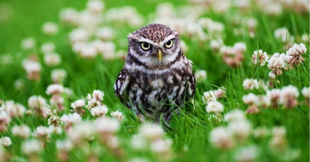 spiritual meaning of an owl crossing your path