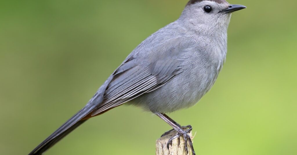 What Is A Gray Catbird?