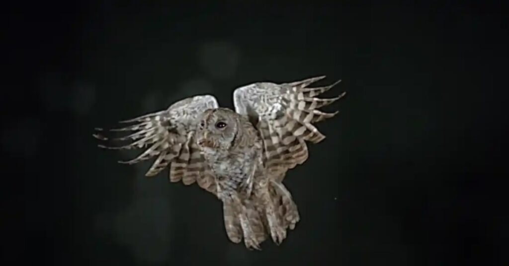 spirit owl totem animal crosses path