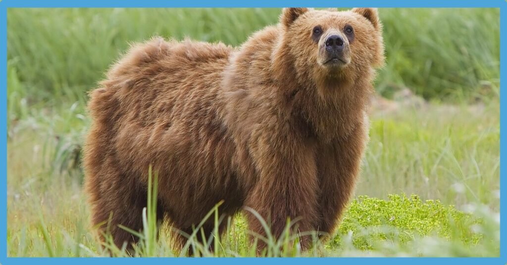 Bear Symbolism: Spirit, Totem And Dream Interpretation