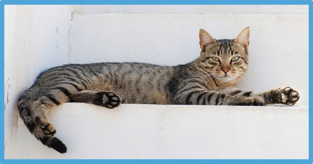 Cat Symbolism: Totem And Spirit Animal