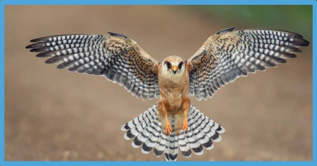 Falcon Symbolism: Dream Interpretation And Spirit Animal