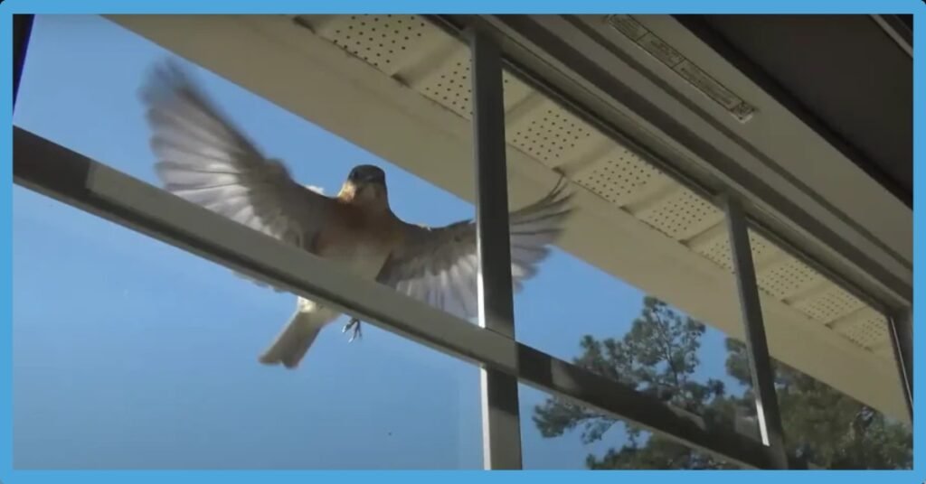 Bird Flying Into Window Spiritual Meaning