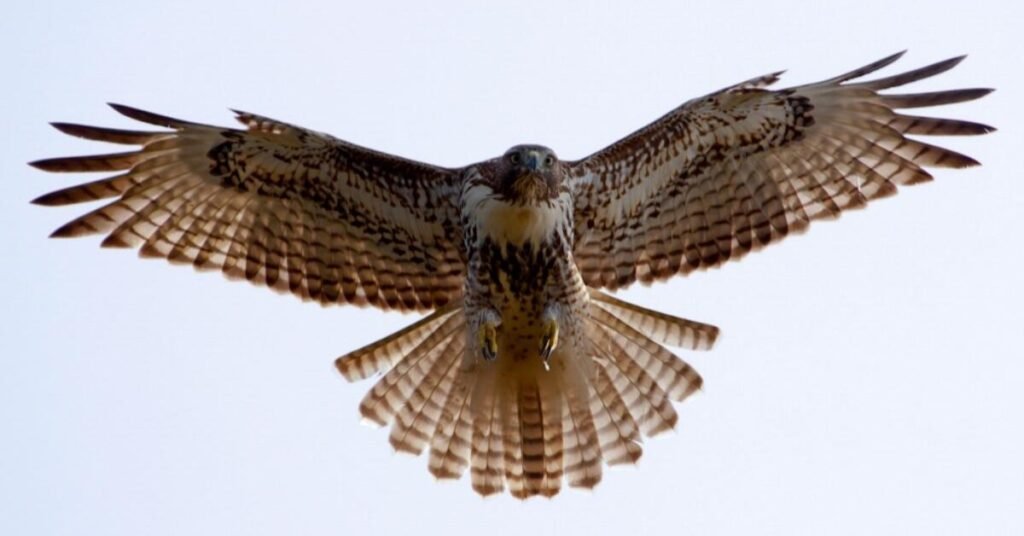 seeing a hawk meaning