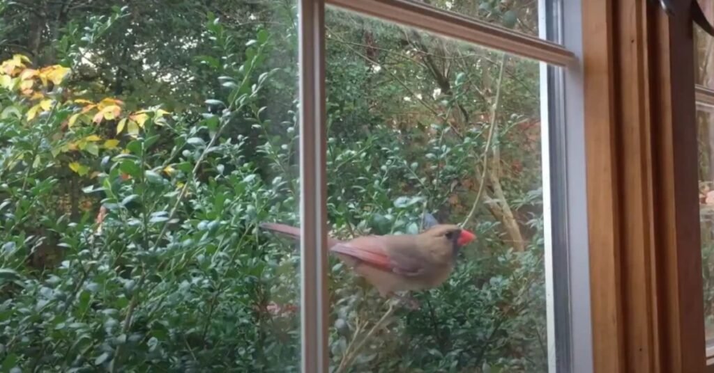 Bird Keeps Flying Into Window Spiritual Meaning