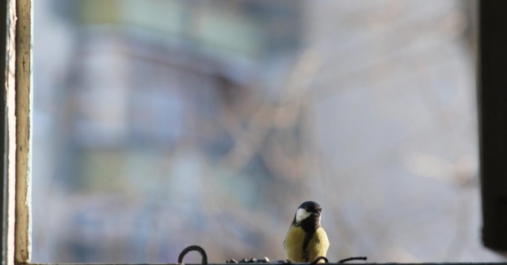 bird flew into window spiritual meaning
