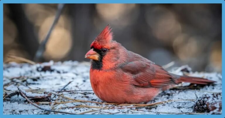 Dead Cardinal Spiritual Meaning: Symbolism And Meanings