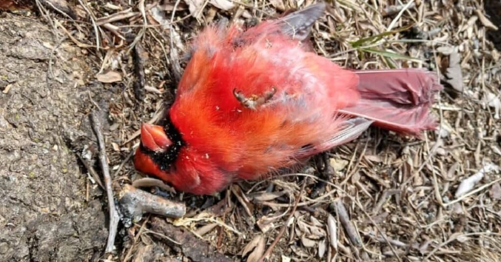 finding a dead cardinal meaning
