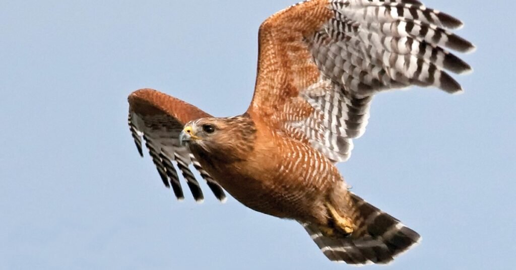 hawk sighting meaning 