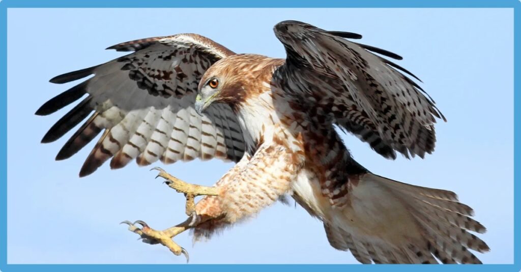 Meaning Of Seeing A Hawk After Someone Dies