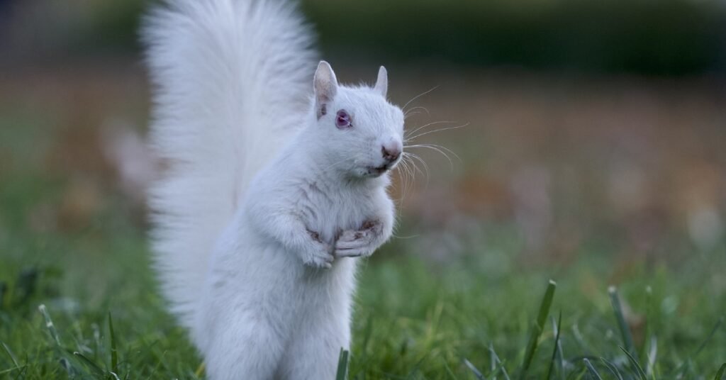 seeing a white squirrel spiritual meaning
