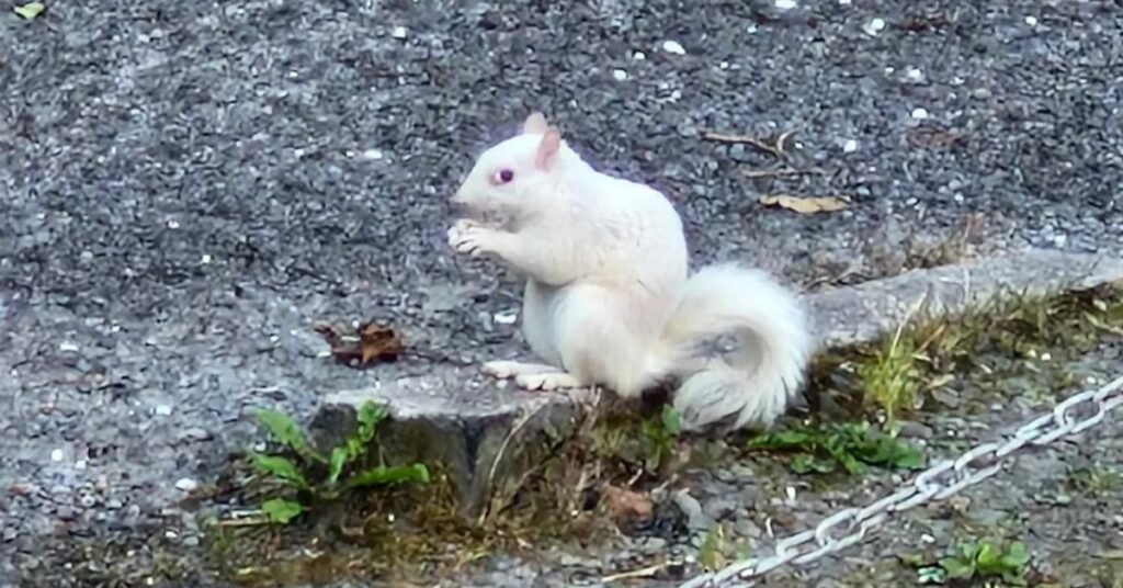albino squirrel meaning
