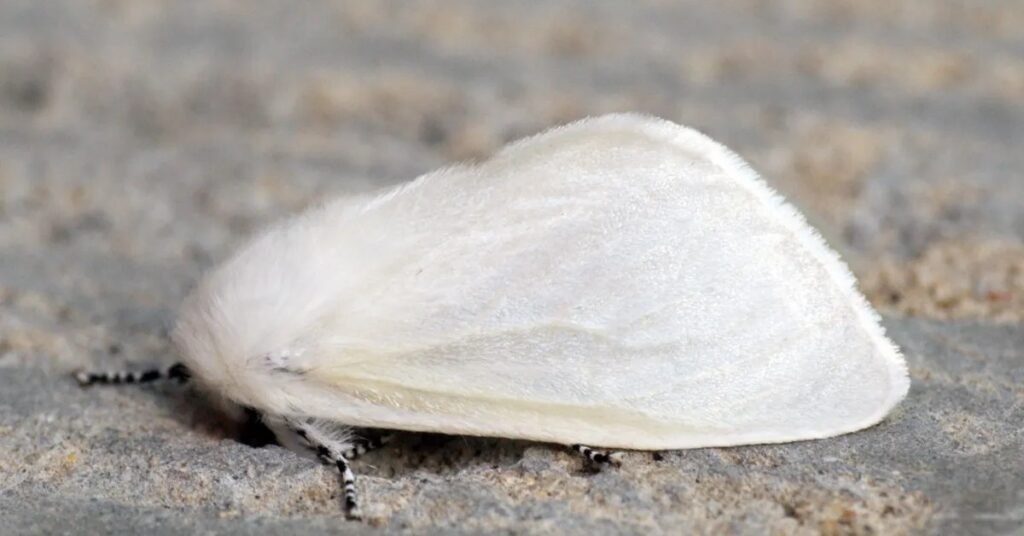 white moth symbolism  