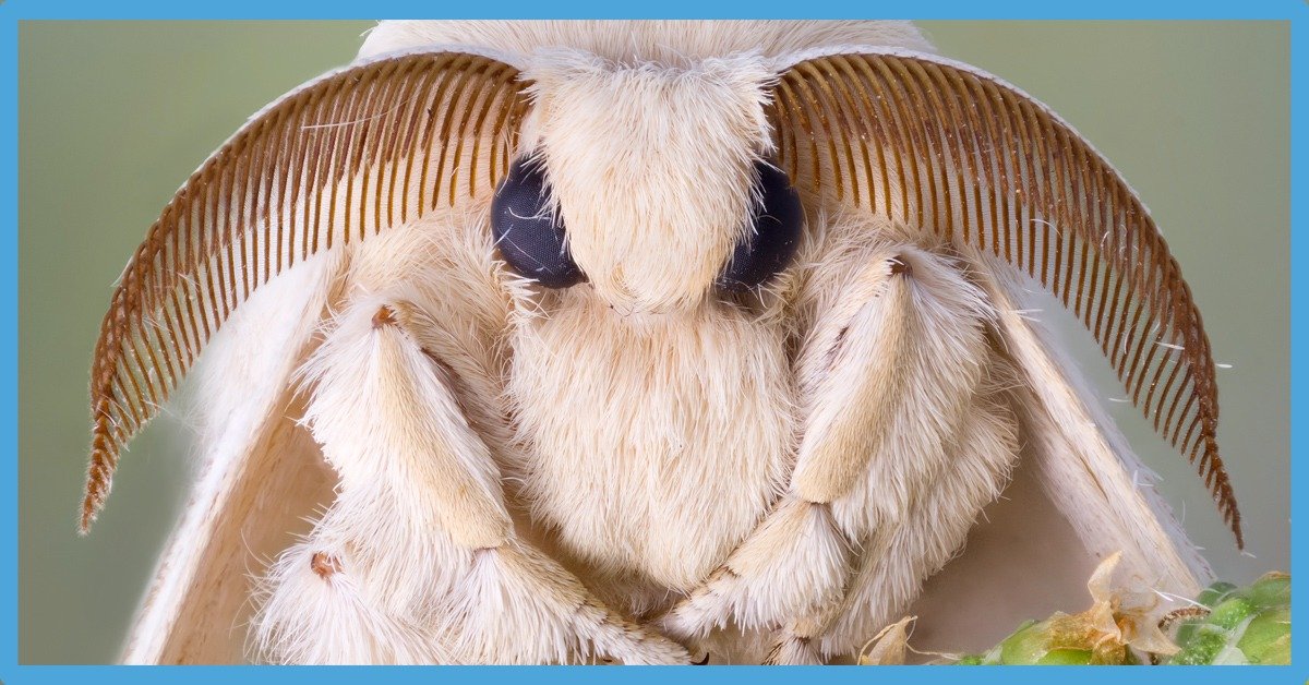 Symbolism Of White Moth: Spiritual Meaning And Spirit Animal