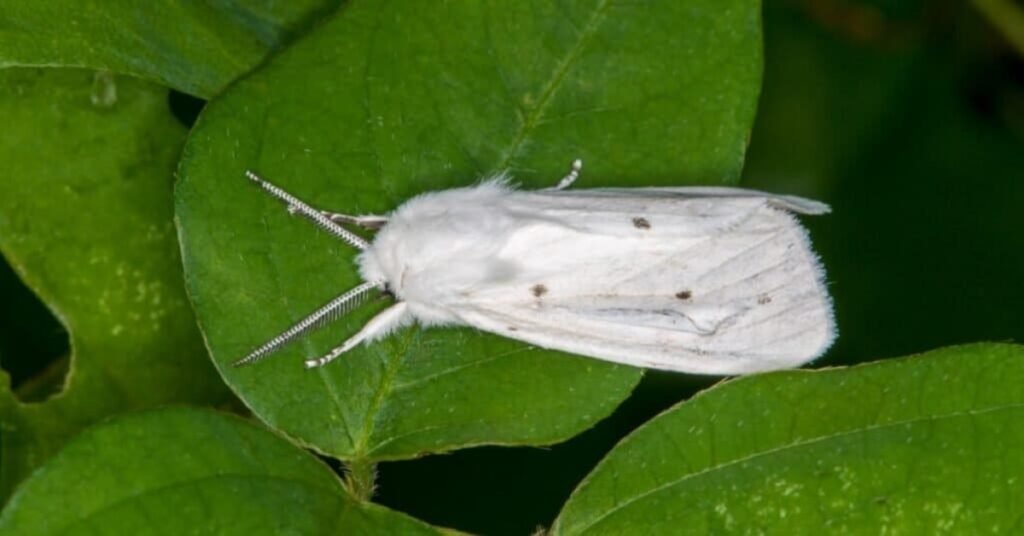 White Moth Totem Animal