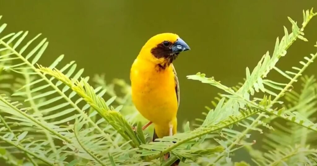 Yellow Bird Spiritual Meaning In Different Cultures And Mythologies