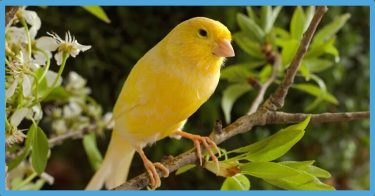 Yellow Bird Symbolism: Dreams And Spiritual Meaning