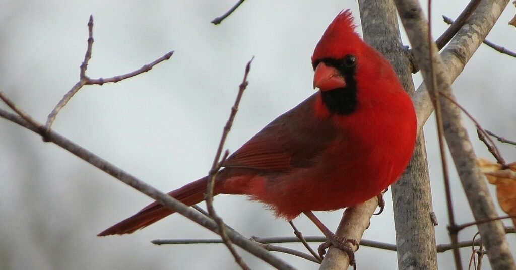 Spiritual Meaning Of Blue Jay