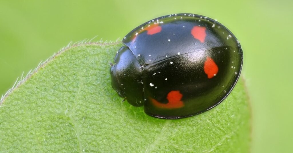 Spiritual Meaning Of Black Ladybug 