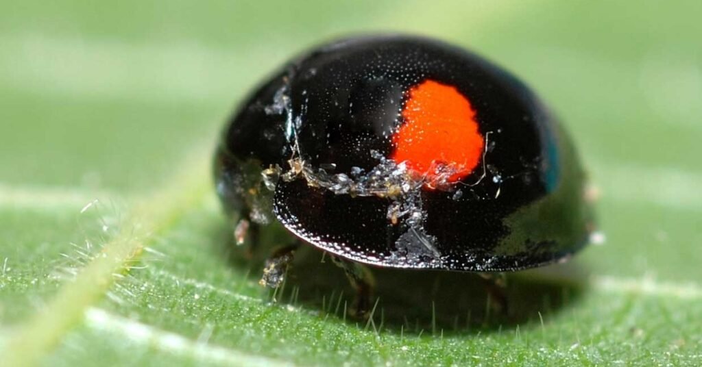 Black Ladybug With Two Red Dots Meaning 