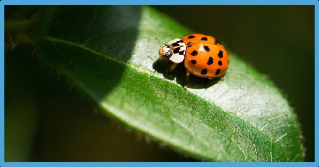 Spiritual Meaning Of Black Ladybug: A Comprehensive Guide